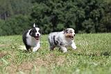 BERGER AUSTRALIEN PUPPIES 046